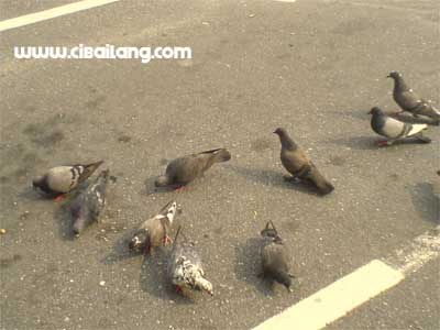 Pigeons