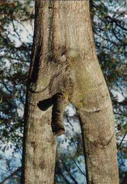 nature_sex_symbols_01