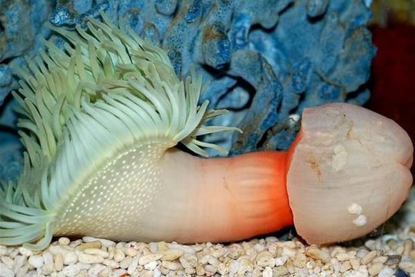 nature_sex_symbols_02