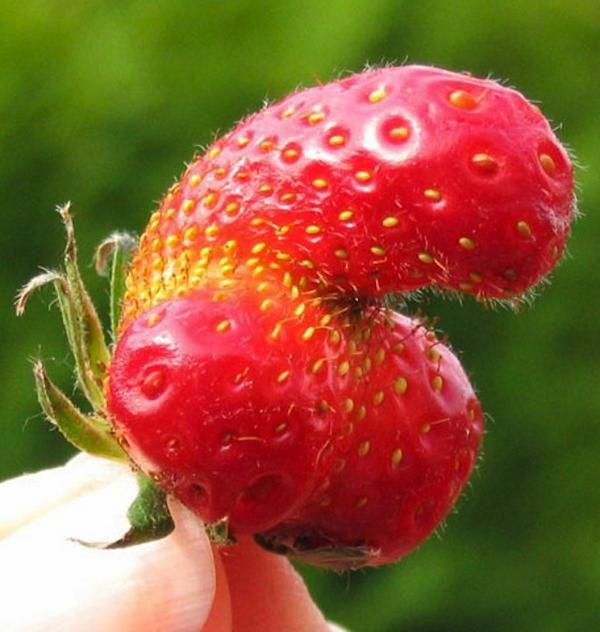 nature_sex_symbols_03