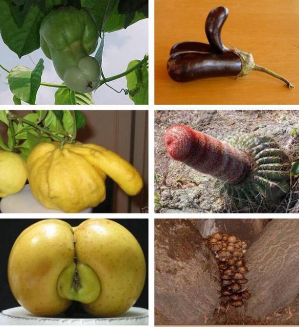 nature_sex_symbols_05