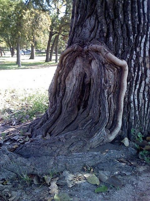 nature_sex_symbols_07