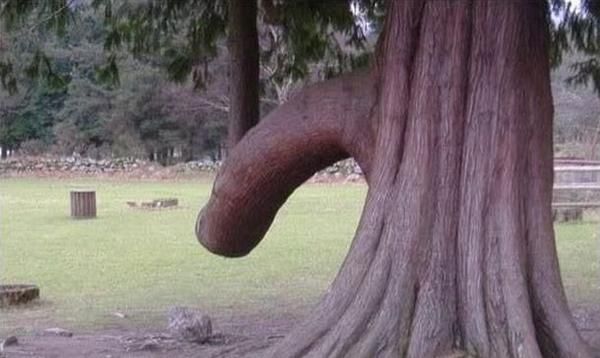 nature_sex_symbols_11