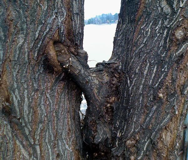 nature_sex_symbols_12