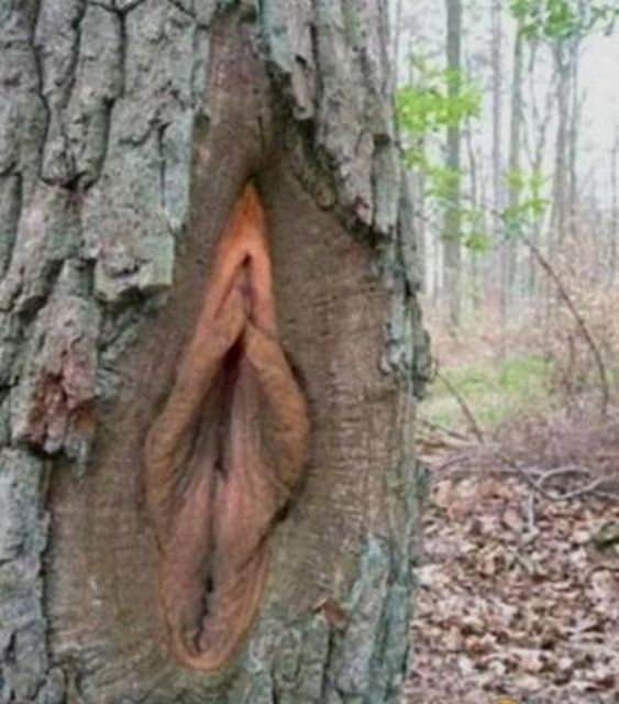 nature_sex_symbols_13