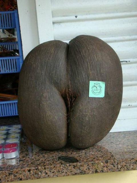 nature_sex_symbols_14