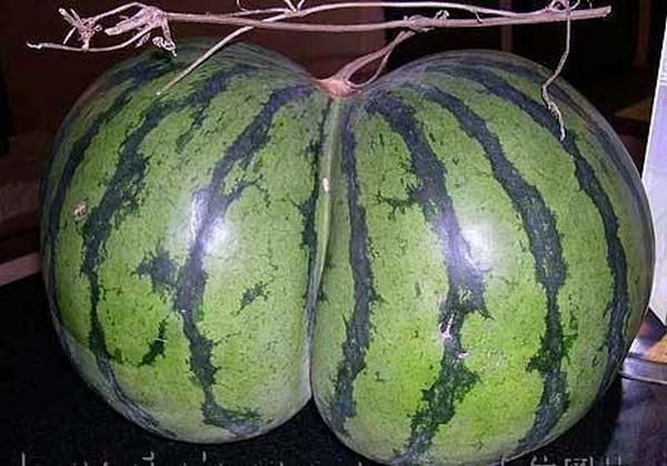 nature_sex_symbols_17
