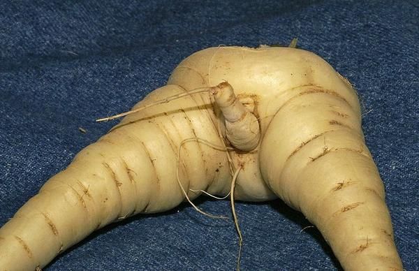nature_sex_symbols_19