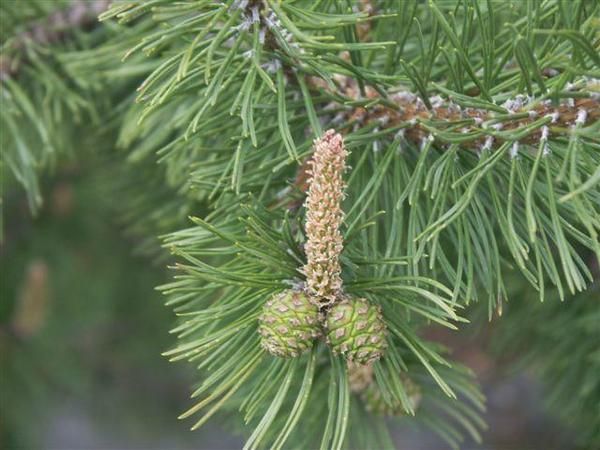nature_sex_symbols_22