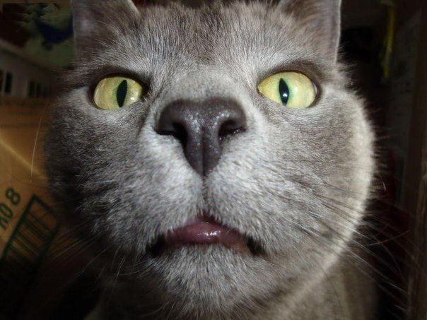 weird_animal_face_01