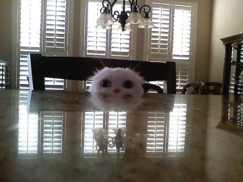 weird_animal_face_02