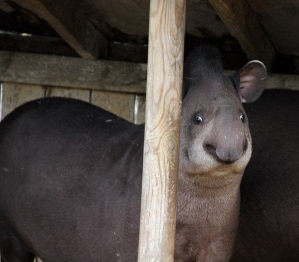 weird_animal_face_04