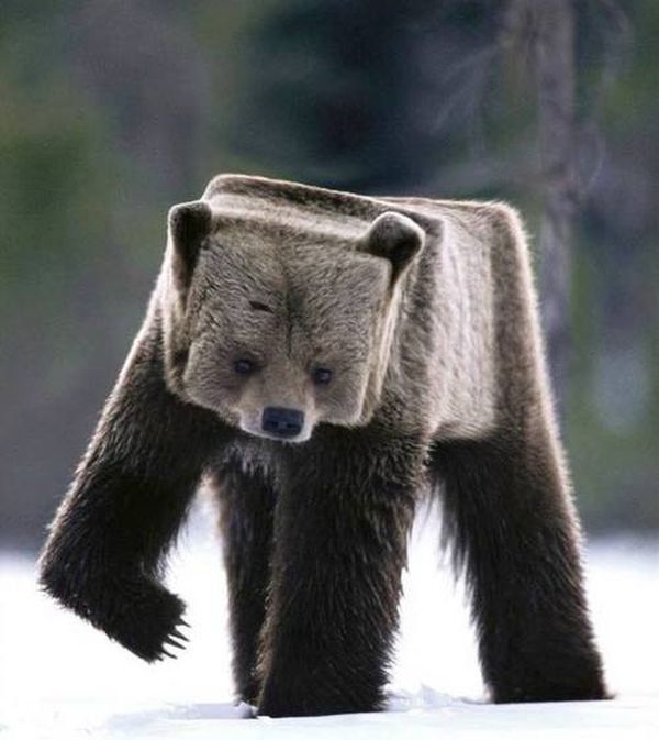 weird_animal_face_06