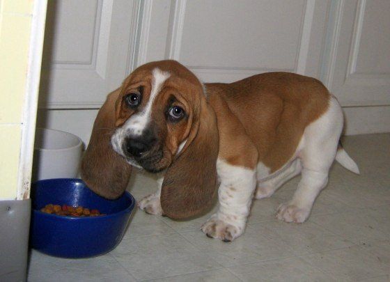 weird_animal_face_07