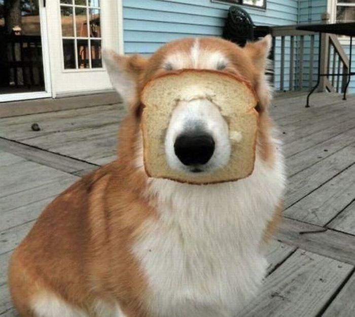 weird_animal_face_09